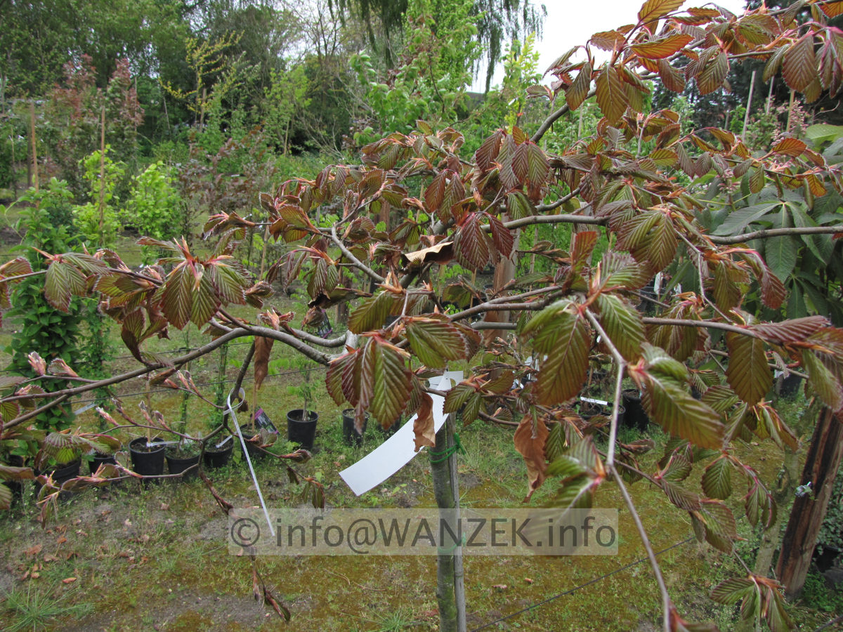Fagus sylvatica Tortuosa Purpurea - Staemmchen im Austrieb.JPG